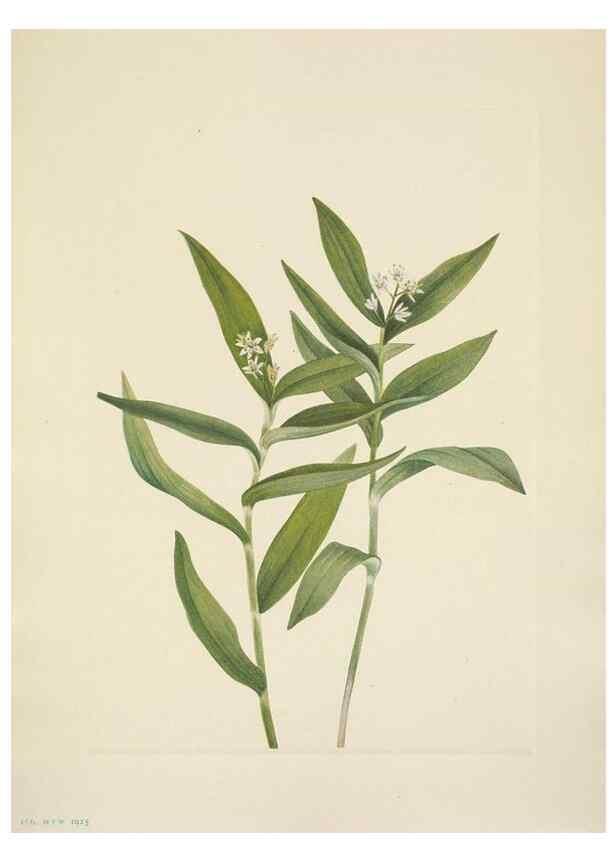 Reproducción/Reproduction 46866744072: North American wild flowers. Washington, D.C. :Smithsonian Institution,1925.. 