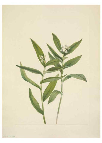 Reproducción/Reproduction 46866744072: North American wild flowers. Washington, D.C. :Smithsonian Institution,1925.. 