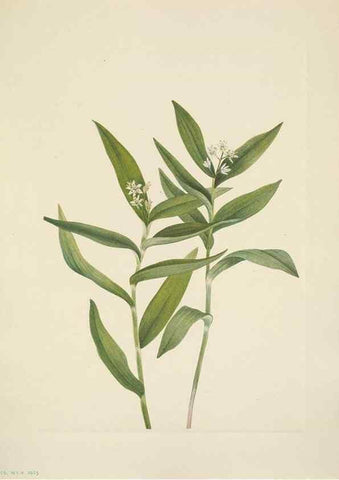 Reproducción/Reproduction 46866744072: North American wild flowers. Washington, D.C. :Smithsonian Institution,1925.. 