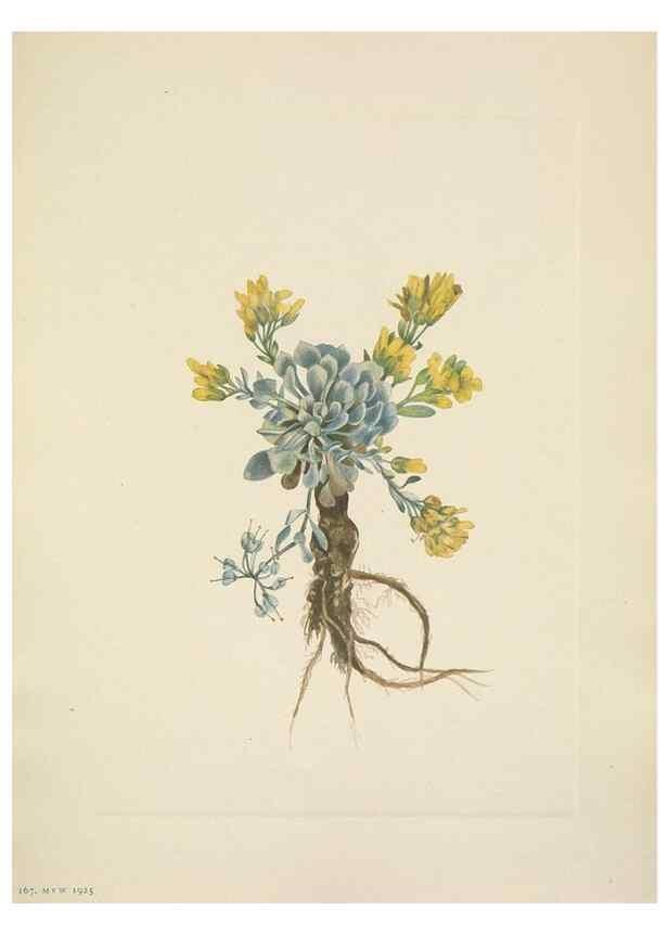 Reproducción/Reproduction 33043491328: North American wild flowers. Washington, D.C. :Smithsonian Institution,1925.. 