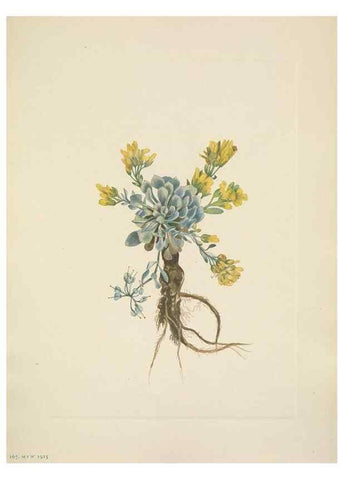 Reproducción/Reproduction 33043491328: North American wild flowers. Washington, D.C. :Smithsonian Institution,1925.. 