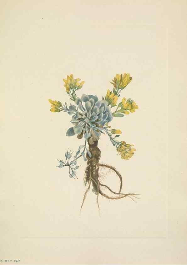 Reproducción/Reproduction 33043491328: North American wild flowers. Washington, D.C. :Smithsonian Institution,1925.. 