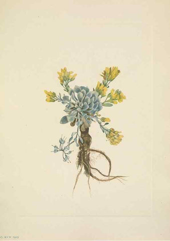 Reproducción/Reproduction 33043491328: North American wild flowers. Washington, D.C. :Smithsonian Institution,1925.. 