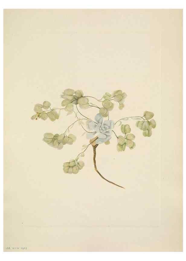 Reproducción/Reproduction 39954089893: North American wild flowers. Washington, D.C. :Smithsonian Institution,1925.. 