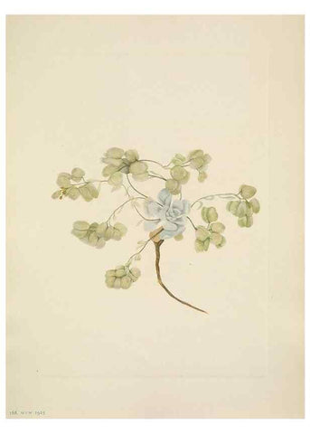 Reproducción/Reproduction 39954089893: North American wild flowers. Washington, D.C. :Smithsonian Institution,1925.. 