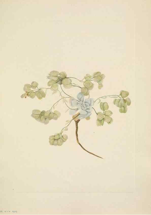 Reproducción/Reproduction 39954089893: North American wild flowers. Washington, D.C. :Smithsonian Institution,1925.. 