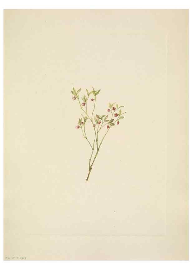 Reproducción/Reproduction 46194049664: North American wild flowers. Washington, D.C. :Smithsonian Institution,1925.. 