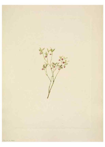Reproducción/Reproduction 46194049664: North American wild flowers. Washington, D.C. :Smithsonian Institution,1925.. 