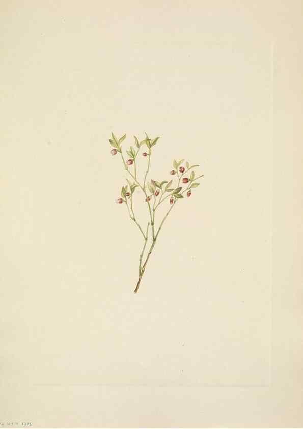 Reproducción/Reproduction 46194049664: North American wild flowers. Washington, D.C. :Smithsonian Institution,1925.. 