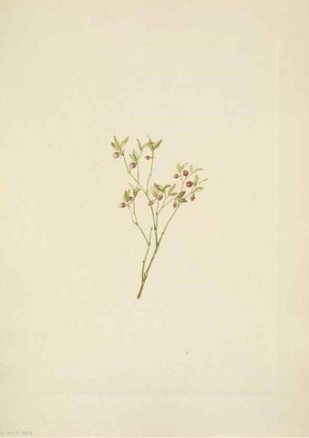 Reproducción/Reproduction 46194049664: North American wild flowers. Washington, D.C. :Smithsonian Institution,1925.. 