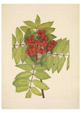 Reproducción/Reproduction 46004459295: North American wild flowers. Washington, D.C. :Smithsonian Institution,1925.. 
