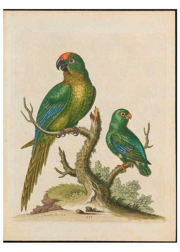 Reproducción/Reproduction 38707314531: Gleanings of natural history, exhibiting figures of quadrupeds, birds, insects, plants &c.... London :Printed for author at the Royal Collage of Physicians,1758-1764.. 