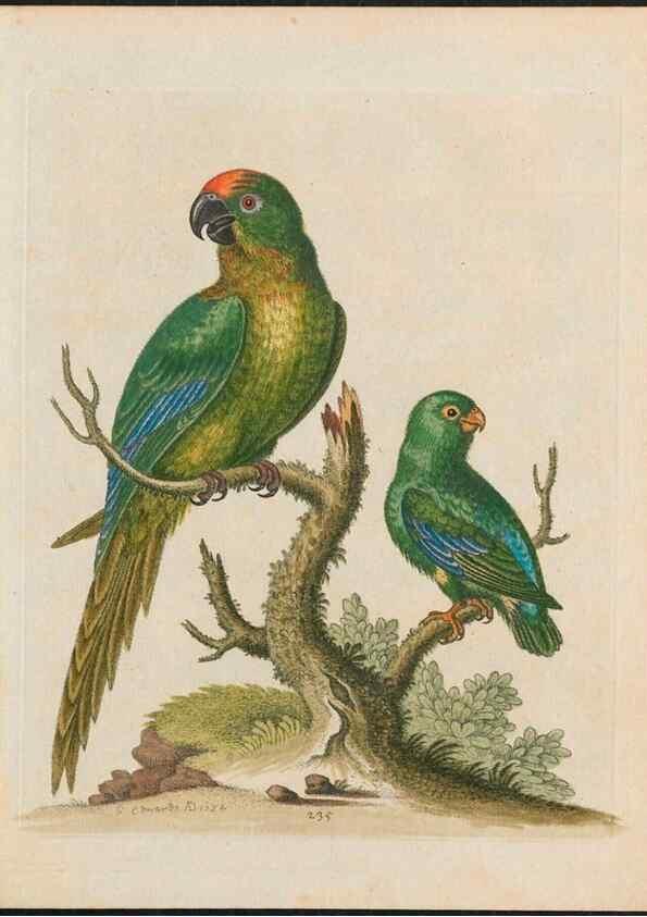 Reproducción/Reproduction 38707314531: Gleanings of natural history, exhibiting figures of quadrupeds, birds, insects, plants &c.... London :Printed for author at the Royal Collage of Physicians,1758-1764.. 