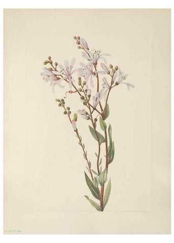 Reproducción/Reproduction 46916439371: North American wild flowers. Washington, D.C. :Smithsonian Institution,1925.. 