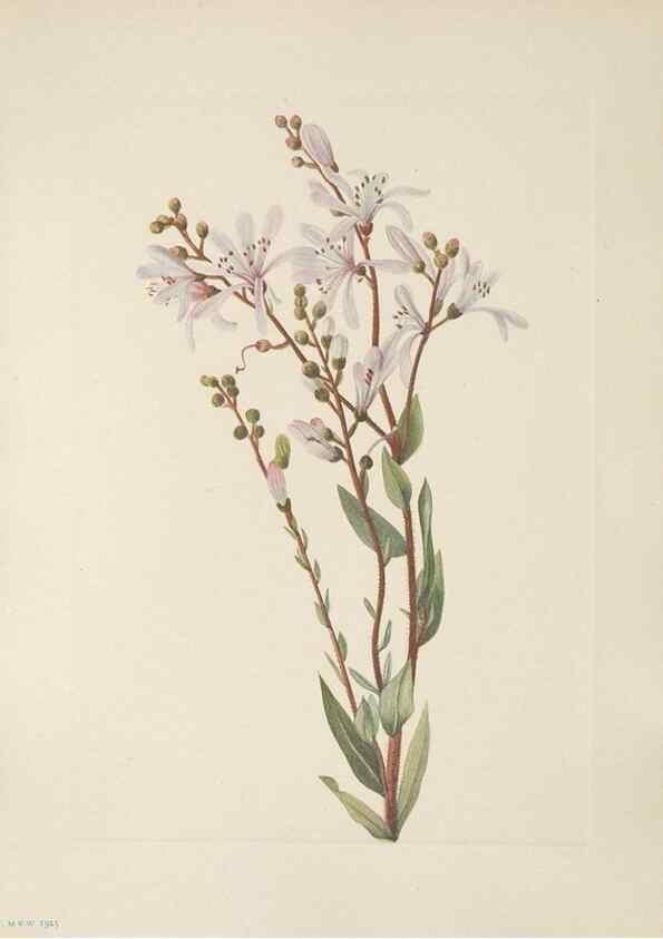 Reproducción/Reproduction 46916439371: North American wild flowers. Washington, D.C. :Smithsonian Institution,1925.. 