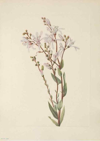 Reproducción/Reproduction 46916439371: North American wild flowers. Washington, D.C. :Smithsonian Institution,1925.. 