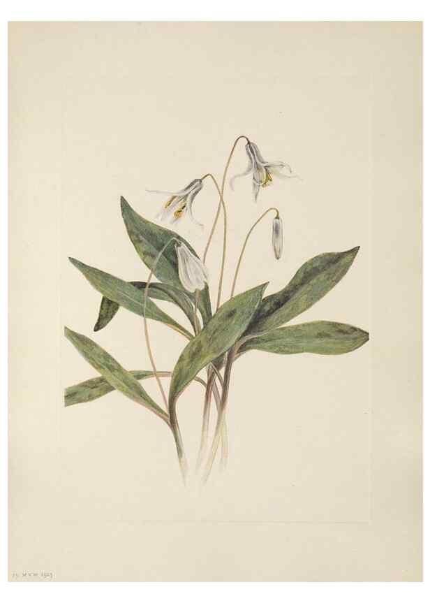 Reproducción/Reproduction 39951628733: North American wild flowers. Washington, D.C. :Smithsonian Institution,1925.. 