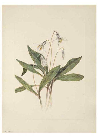 Reproducción/Reproduction 39951628733: North American wild flowers. Washington, D.C. :Smithsonian Institution,1925.. 