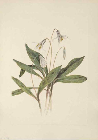 Reproducción/Reproduction 39951628733: North American wild flowers. Washington, D.C. :Smithsonian Institution,1925.. 