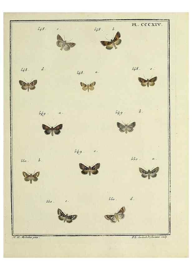 Reproducción/Reproduction 31922180337: Papillons d'Europe, peints d'après nature /. A Paris :Chez P.M. Delaguette, imprimeur-libraire ... ;1779-1792 [i.e. 1793]. 