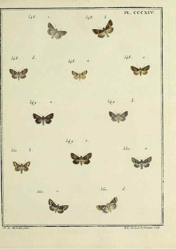 Reproducción/Reproduction 31922180337: Papillons d'Europe, peints d'après nature /. A Paris :Chez P.M. Delaguette, imprimeur-libraire ... ;1779-1792 [i.e. 1793]. 