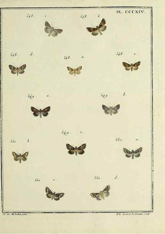 Reproducción/Reproduction 31922180337: Papillons d'Europe, peints d'après nature /. A Paris :Chez P.M. Delaguette, imprimeur-libraire ... ;1779-1792 [i.e. 1793]. 