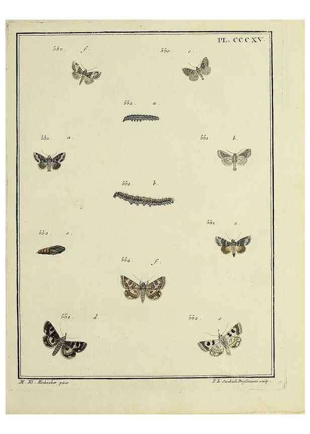 Reproducción/Reproduction 39898862343: Papillons d'Europe, peints d'après nature /. A Paris :Chez P.M. Delaguette, imprimeur-libraire ... ;1779-1792 [i.e. 1793]. 