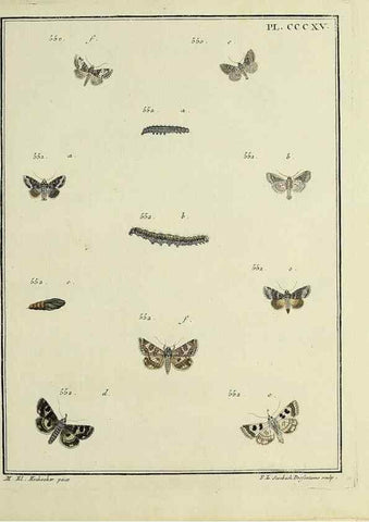 Reproducción/Reproduction 39898862343: Papillons d'Europe, peints d'après nature /. A Paris :Chez P.M. Delaguette, imprimeur-libraire ... ;1779-1792 [i.e. 1793]. 