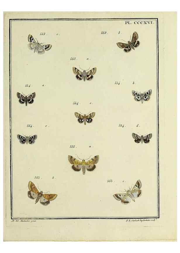 Reproducción/Reproduction 45949069345: Papillons d'Europe, peints d'après nature /. A Paris :Chez P.M. Delaguette, imprimeur-libraire ... ;1779-1792 [i.e. 1793]. 