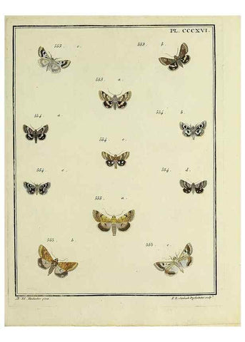 Reproducción/Reproduction 45949069345: Papillons d'Europe, peints d'après nature /. A Paris :Chez P.M. Delaguette, imprimeur-libraire ... ;1779-1792 [i.e. 1793]. 