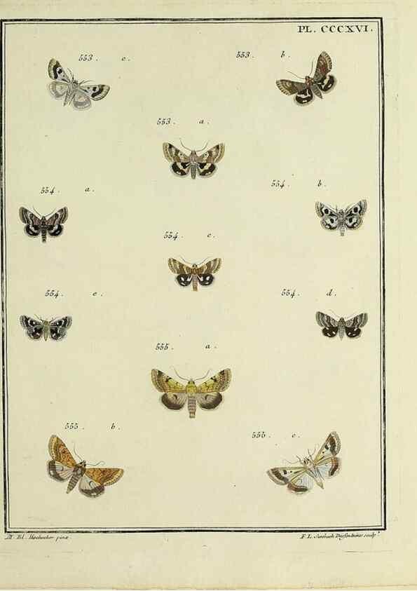 Reproducción/Reproduction 45949069345: Papillons d'Europe, peints d'après nature /. A Paris :Chez P.M. Delaguette, imprimeur-libraire ... ;1779-1792 [i.e. 1793]. 