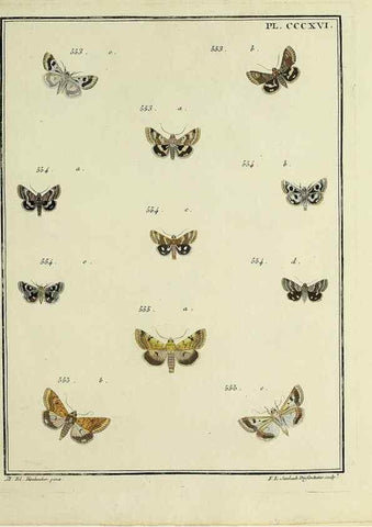 Reproducción/Reproduction 45949069345: Papillons d'Europe, peints d'après nature /. A Paris :Chez P.M. Delaguette, imprimeur-libraire ... ;1779-1792 [i.e. 1793]. 