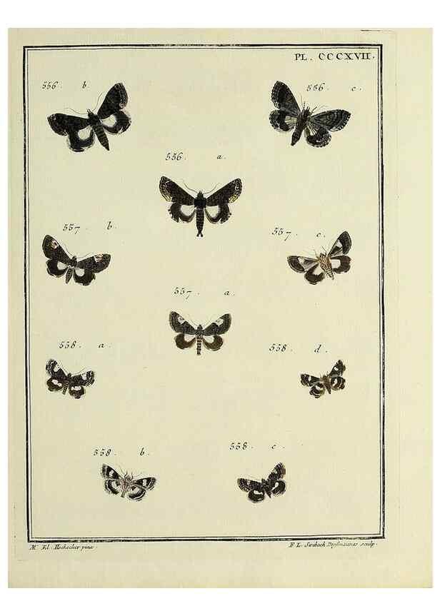 Reproducción/Reproduction 46863490331: Papillons d'Europe, peints d'après nature /. A Paris :Chez P.M. Delaguette, imprimeur-libraire ... ;1779-1792 [i.e. 1793]. 