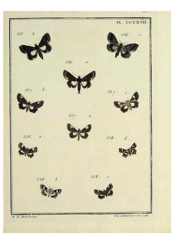 Reproducción/Reproduction 46863490331: Papillons d'Europe, peints d'après nature /. A Paris :Chez P.M. Delaguette, imprimeur-libraire ... ;1779-1792 [i.e. 1793]. 
