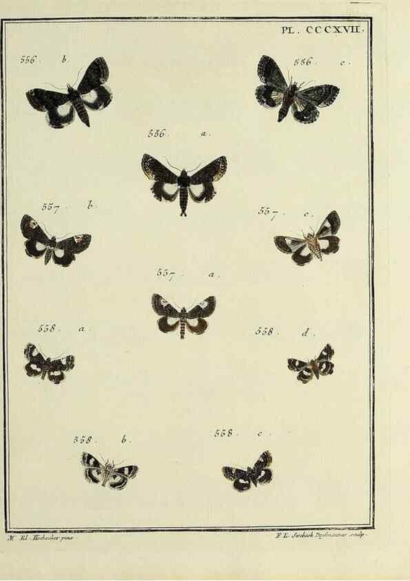 Reproducción/Reproduction 46863490331: Papillons d'Europe, peints d'après nature /. A Paris :Chez P.M. Delaguette, imprimeur-libraire ... ;1779-1792 [i.e. 1793]. 