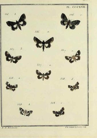 Reproducción/Reproduction 46863490331: Papillons d'Europe, peints d'après nature /. A Paris :Chez P.M. Delaguette, imprimeur-libraire ... ;1779-1792 [i.e. 1793]. 