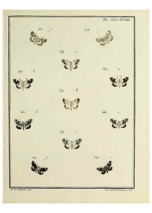 Reproducción/Reproduction 31922182577: Papillons d'Europe, peints d'après nature /. A Paris :Chez P.M. Delaguette, imprimeur-libraire ... ;1779-1792 [i.e. 1793]. 