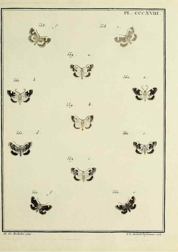 Reproducción/Reproduction 31922182577: Papillons d'Europe, peints d'après nature /. A Paris :Chez P.M. Delaguette, imprimeur-libraire ... ;1779-1792 [i.e. 1793]. 