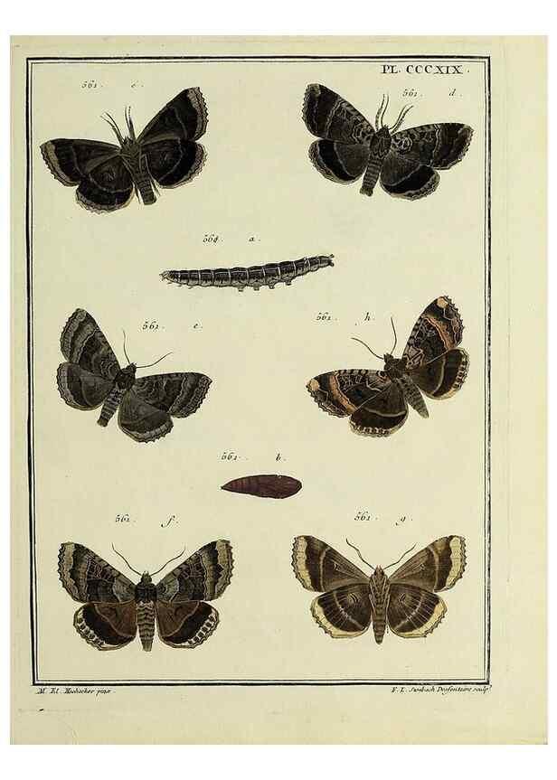 Reproducción/Reproduction 45949070875: Papillons d'Europe, peints d'après nature /. A Paris :Chez P.M. Delaguette, imprimeur-libraire ... ;1779-1792 [i.e. 1793]. 