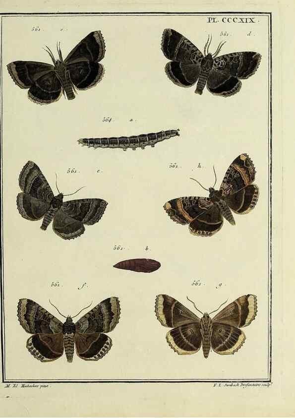 Reproducción/Reproduction 45949070875: Papillons d'Europe, peints d'après nature /. A Paris :Chez P.M. Delaguette, imprimeur-libraire ... ;1779-1792 [i.e. 1793]. 