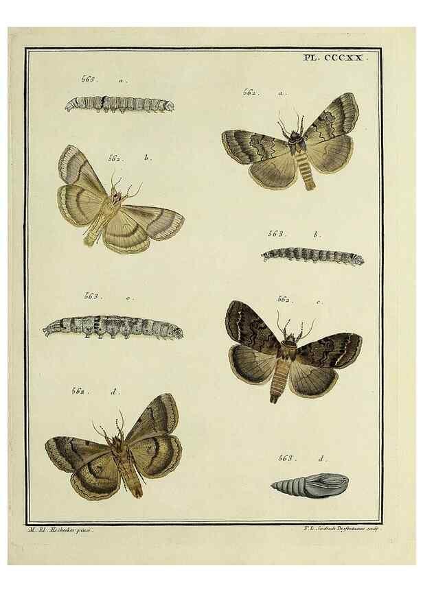 Reproducción/Reproduction 32988222788: Papillons d'Europe, peints d'après nature /. A Paris :Chez P.M. Delaguette, imprimeur-libraire ... ;1779-1792 [i.e. 1793]. 