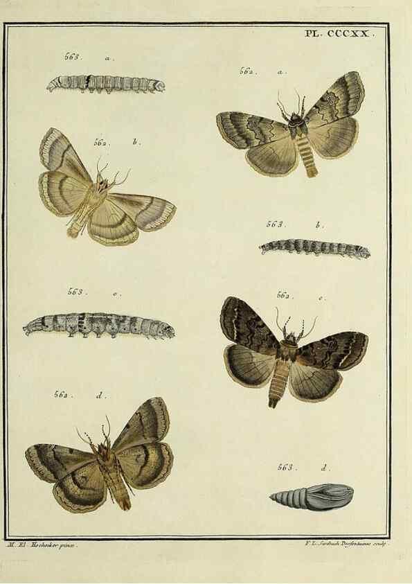 Reproducción/Reproduction 32988222788: Papillons d'Europe, peints d'après nature /. A Paris :Chez P.M. Delaguette, imprimeur-libraire ... ;1779-1792 [i.e. 1793]. 