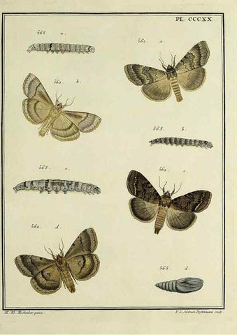 Reproducción/Reproduction 32988222788: Papillons d'Europe, peints d'après nature /. A Paris :Chez P.M. Delaguette, imprimeur-libraire ... ;1779-1792 [i.e. 1793]. 