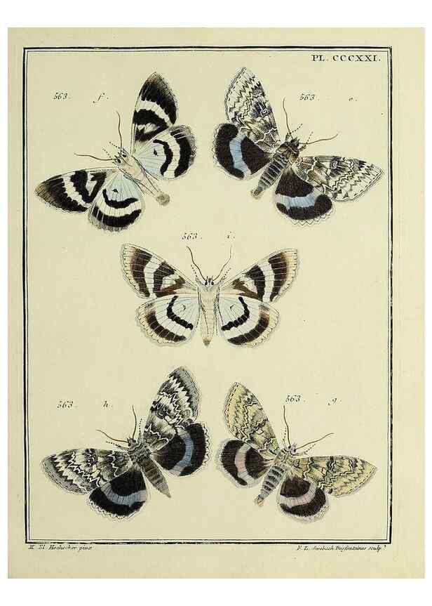 Reproducción/Reproduction 45949072545: Papillons d'Europe, peints d'après nature /. A Paris :Chez P.M. Delaguette, imprimeur-libraire ... ;1779-1792 [i.e. 1793]. 