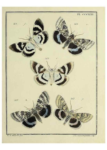 Reproducción/Reproduction 45949072545: Papillons d'Europe, peints d'après nature /. A Paris :Chez P.M. Delaguette, imprimeur-libraire ... ;1779-1792 [i.e. 1793]. 