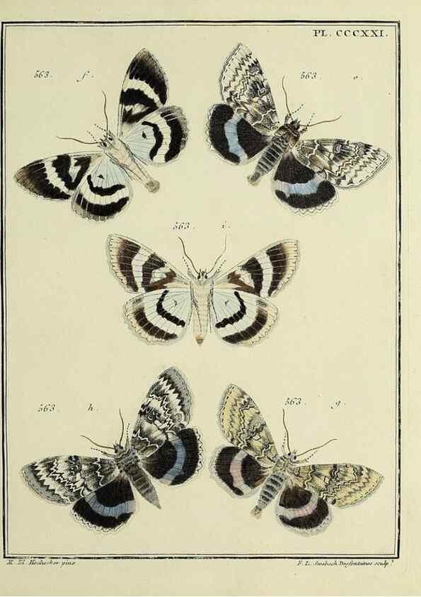 Reproducción/Reproduction 45949072545: Papillons d'Europe, peints d'après nature /. A Paris :Chez P.M. Delaguette, imprimeur-libraire ... ;1779-1792 [i.e. 1793]. 