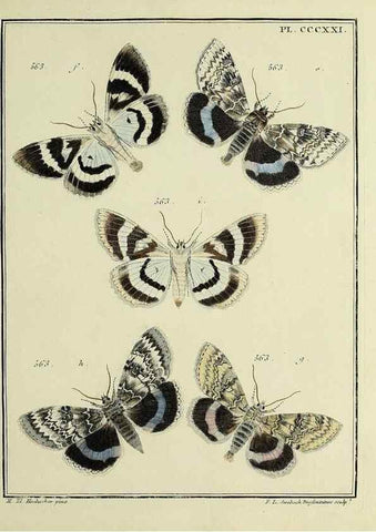 Reproducción/Reproduction 45949072545: Papillons d'Europe, peints d'après nature /. A Paris :Chez P.M. Delaguette, imprimeur-libraire ... ;1779-1792 [i.e. 1793]. 