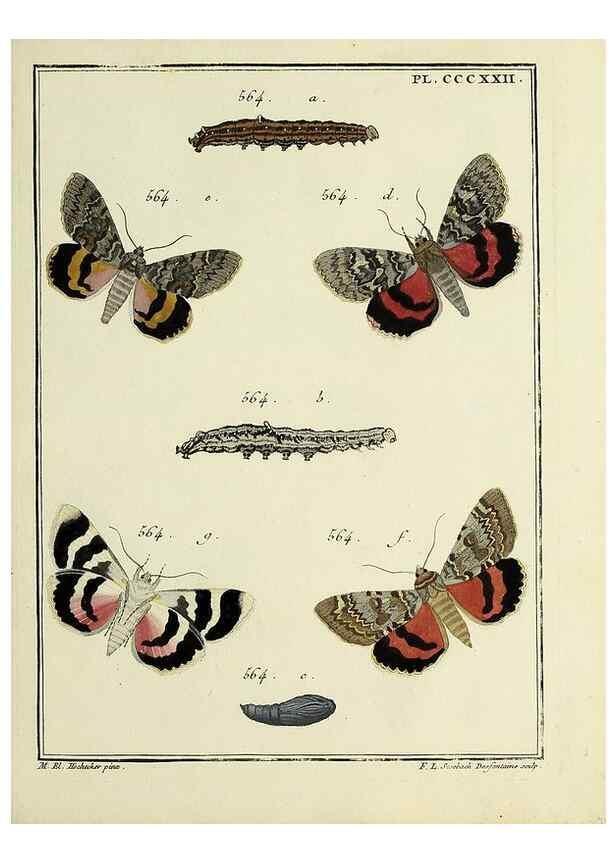 Reproducción/Reproduction 31922184827: Papillons d'Europe, peints d'après nature /. A Paris :Chez P.M. Delaguette, imprimeur-libraire ... ;1779-1792 [i.e. 1793]. 