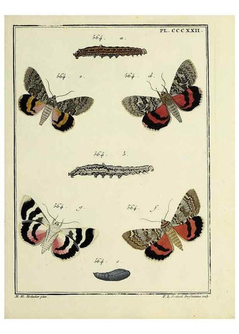 Reproducción/Reproduction 31922184827: Papillons d'Europe, peints d'après nature /. A Paris :Chez P.M. Delaguette, imprimeur-libraire ... ;1779-1792 [i.e. 1793]. 