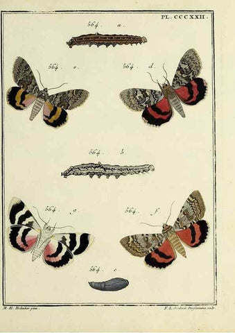 Reproducción/Reproduction 31922184827: Papillons d'Europe, peints d'après nature /. A Paris :Chez P.M. Delaguette, imprimeur-libraire ... ;1779-1792 [i.e. 1793]. 